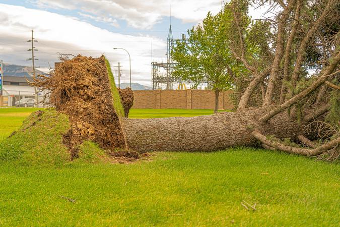 Does full coverage cover hitting a tree?